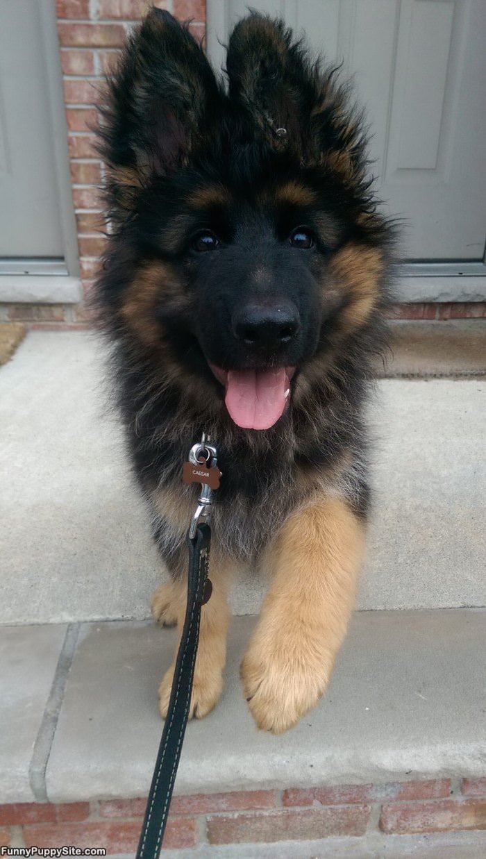 What Big Ears You Have