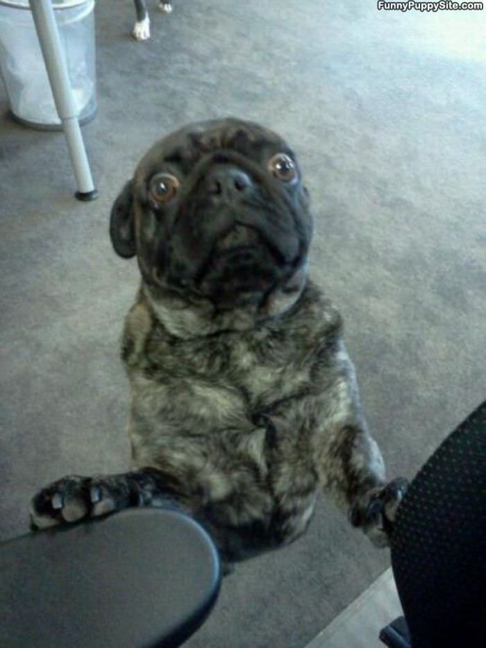 What Did You Say
