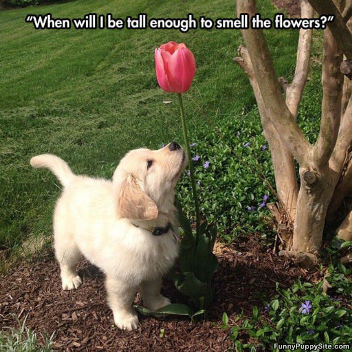 When I Am Tall Enough