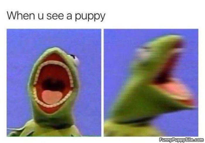 When You See A Puppy
