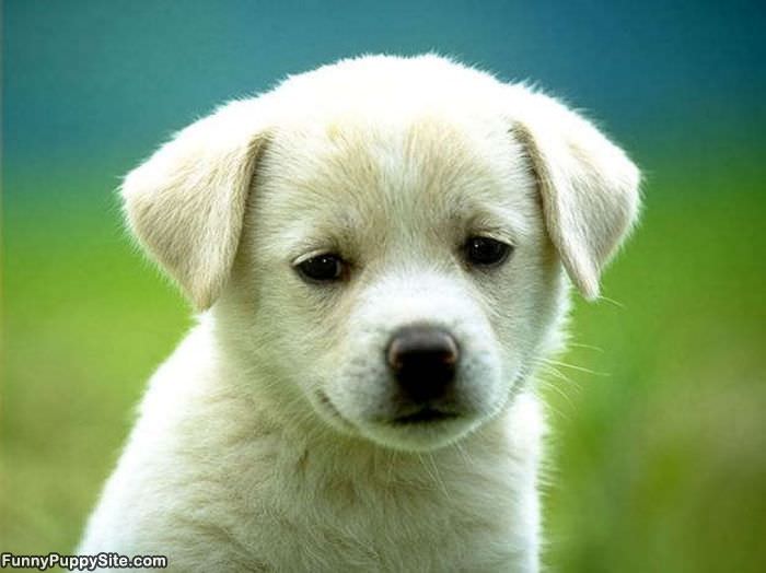 White Puppy