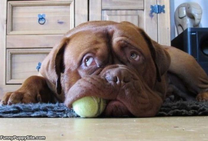 Who Wants To Play Fetch