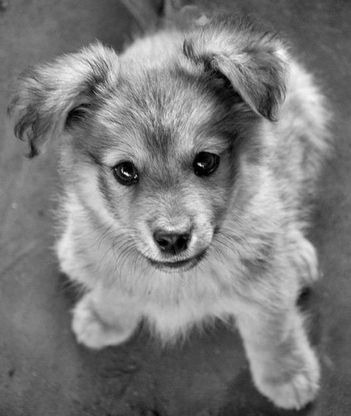 Woof