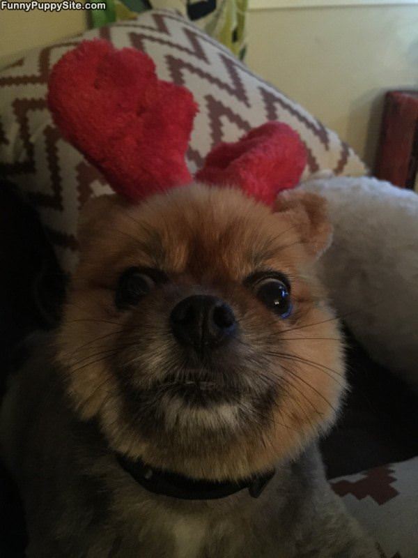 Woofies