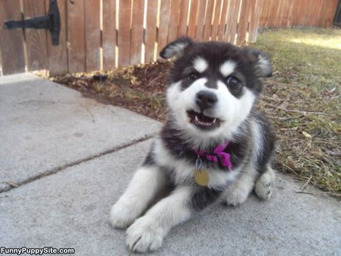 Woofs