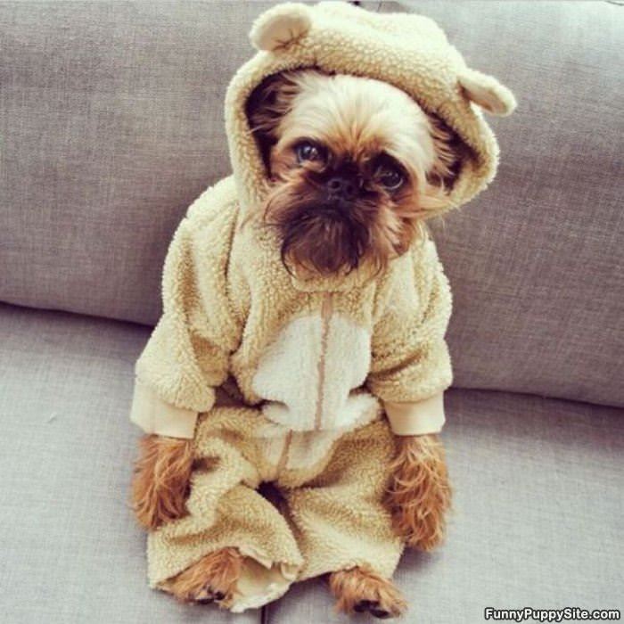 Wookie Dog