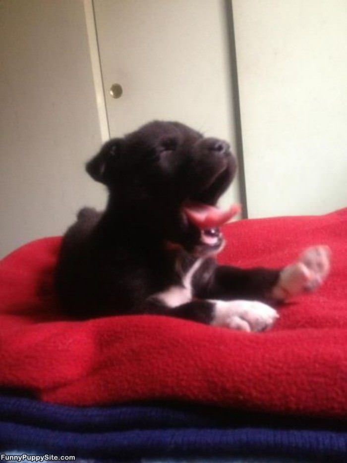 Yawwwwwn