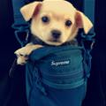 A Bag Of Puppo