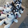A Box Full Of Puppies