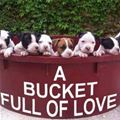 A Bucket Full Of Love