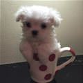 A Cup Of Puppy