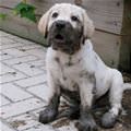 A Little Muddy Puppy