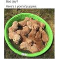 A Pool Of Puppies