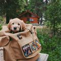 A Puppy In A Bag