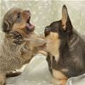 Attack Puppy