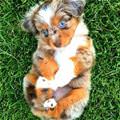 Australian Shepherd