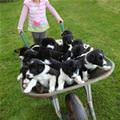 Barrel Of Puppies