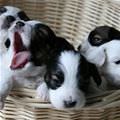 Basket Of Puppies