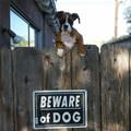 Beware Of Dog