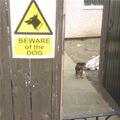 Beware The Dog