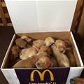 Box Of Pups
