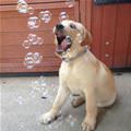 Bubbleeess