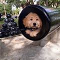 Cannon Puppy