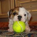 Cute Little Puppy And Ball