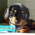 Cute Puppy Chew Toy