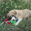 Cute Puppy With His Ball