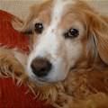 Cute Puppy