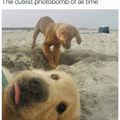 Cutest Photobomb