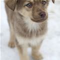 Cutest Puppy Face