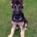 Ears Are Perked Up