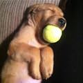 Fell Asleep With His Ball
