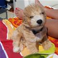 Fluffy Boat Ride