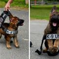 Future K9 Unit