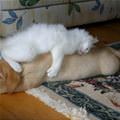 Get Off Of Me Kitty