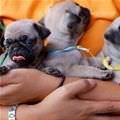 Handful Of Cute Puppies