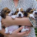 Handful Of Pups