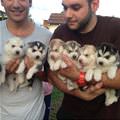 Handful Of Pups