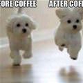 How Coffee Works