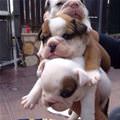 How To Stack Puppies