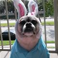 I Am A Bunny