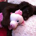 I Am Just Cuddling Puppy