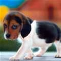 I Are Cute Puppy