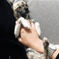 I Love Belly Rubs