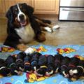 I Made All These