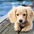 Little Floppy Ears