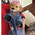 Me As A Dog Owner